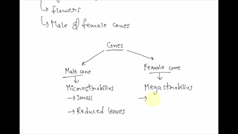 microgametophytes-in-seed-plants-share-what-trait-in-common-with-charophyte-zygotes-sporopollenin-haploidy-diploidy-flagella-question-2-025-points-in-conifers-the-large-pine-cone-is-which-re-09843