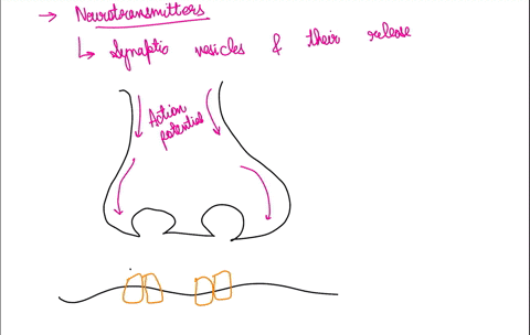 question-10-one-way-of-decreasing-the-number-of-synaptic-vesicles-released-from-presynaptic-terminals-of-motor-neurons-by-an-action-potential-would-be-to-decrease-extracellular-calcium-level-32642