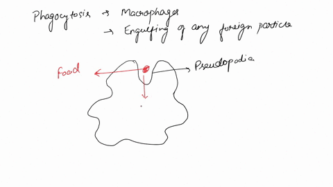 question-2-04-points-phagocytosis-is-the-process-by-which-large-particles-are-transported-into-the-cell-occurs-in-the-amoeba-when-they-are-feeding-and-in-your-own-cells-when-they-are-destroy-24772