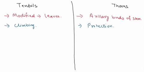 distinguish-between-tendrils-and-thorns-as-origin-and-function-30332
