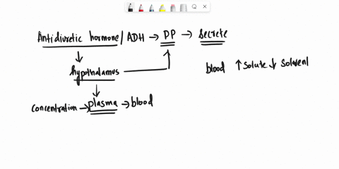 describe-the-effect-of-adh-on-renal-collecting-tubules-99455