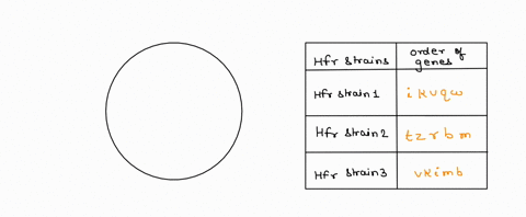 suppose-a-researcher-conducts-matings-between-three-hfr-bacterial-strains-and-an-f-strain-the-table-shows-the-order-in-which-genes-are-incorporated-for-each-strain-determine-the-gene-order-o-01743