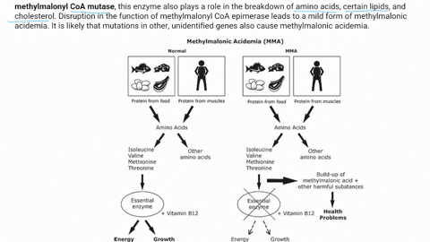 explain-the-function-of-the-enzyme-whose-deficiency-results-in-methylmalonic-acidemia-and-how-that-relates-to-lipid-and-amino-acid-metabolism-95482