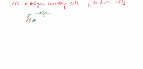antibodies-are-produced-by-b-cells-lymphocytes-that-are-created-and-mature-in-red-bone-marrow-the-function-of-these-cells-is-to-migrate-to-lymphoid-tissue-such-as-the-spleen-or-lymph-nodes-a-35895