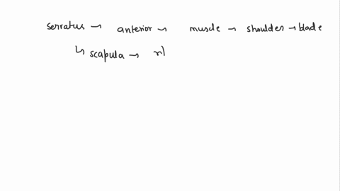 which-structure-is-highlighted-multiple-cholce-pactorall-minor-settalus-anlenos-ieclus-abooias-55726