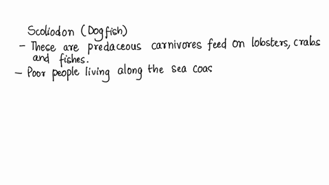what-is-the-economic-importance-of-scoliodon-14664