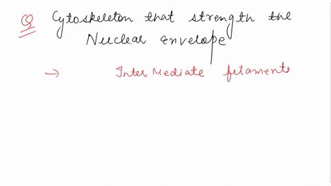 37-which-major-classe-of-cytoskeletal-elements-supports-and-strengthens-the-nuclear-envelope-a-actin-filaments-b-intermediate-filaments-c-microtubules-d-prototubules-56647