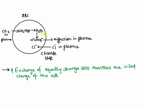 why-do-we-see-cl-ions-moving-into-the-cell-when-hco3-moves-out-or-why-does-na-or-k-come-in-when-h-goes-out-of-the-cell-1-group-of-answer-choices-2-its-the-only-way-to-move-substances-across-39136