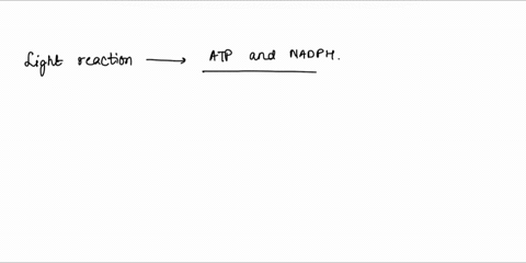 question-3-in-the-dark-reactlons-photosynthesis-select-all-that-apply-which-of-the-following-islare-produced-nadph-sugar-atp-hzo-c02-iight-energy-nadp-adp-21946