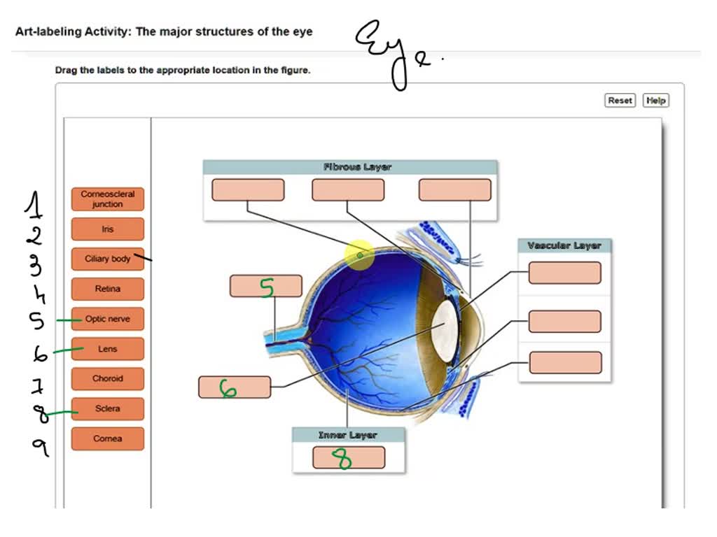 SOLVED Artlabeling Activity Accessory Structures of the Eye