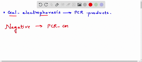 you-ran-the-gel-electrophoresis-of-your-pcr-products-without-any-controls-identify-and-describe-the-outcome-of-potential-positive-and-negative-controls-that-you-could-run-to-verify-that-the-91873