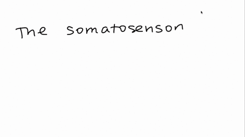 where-is-the-somatosensory-cortex-a-in-the-occipital-lobes-b-in-the-frontal-lobes-c-in-the-temporal-81344