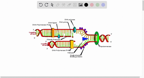 what-molecule-helps-keep-dna-strands-protected-as-they-are-separated-so-they-can-replicate-21584