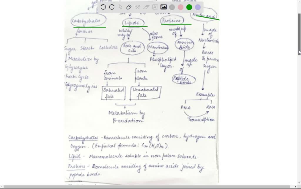nucleic acid concept map answer key