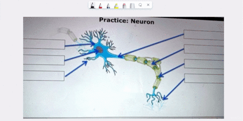 practice-neuron-the-appropriate-location-on-the-image-above-aatch-the-terms-and-definitions-below-to-myelin-sheath-node-of-ranvier-axon-terminals-cell-body-nucleus-dendrite-axon-back-nex-crl-71969