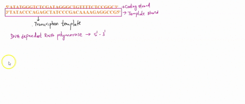 refer-to-the-double-stranded-dna-molecule-with-the-sequence-below-to-answer-the-following-questions-satatgggtctcgatagggctgttttctccggc-3-3tatacccagagctatcccgacaaaagaggccg-5-which-strand-funct-79584