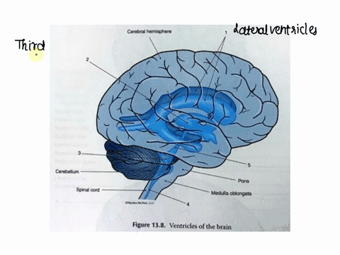 section-6-ventricles-of-the-brain-interconnected-cvitics-cilled-inside-ccrebrs-hemispher-and-brainstem-series-ale-continuous-wich-the-central-canalofthe-spinal-e-cord-and-contain-fentricled-32655