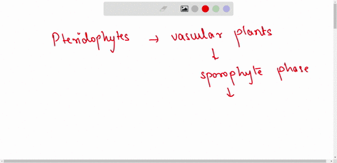 write-the-all-main-characteristics-of-pteridophytes-89327