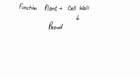 what-is-the-function-of-the-plant-cell-wall-94932
