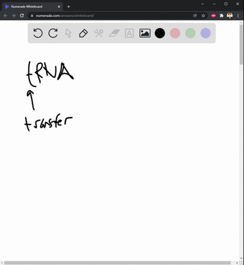 question-1-contrast-the-roles-of-trna-and-mrna-during-translation-and-list-all-enzymes-that-participate-in-the-transcription-and-translation-process-question-2-messenger-rna-molecules-are-ve-80316