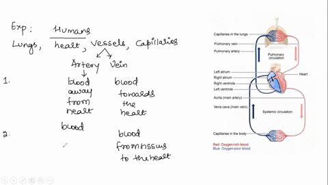 veins-take-blood-back-to-the-heart-which-gas-would-be-most-abundant-in-a-vein-that-takes-blood-from-muscle-cells-in-the-arm-back-to-the-heart-a-carbon-dioxide-b-oxygen-c-nitrogen-d-hydrogen-68737