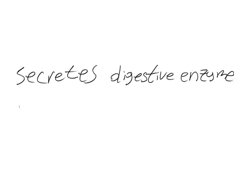 what-are-the-two-main-functions-of-the-pancreas-it-secretes-certain-hormones-it-secretes-bile-it-secretes-digestive-enzymes-it-removes-certain-hormones-from-the-bloodstream