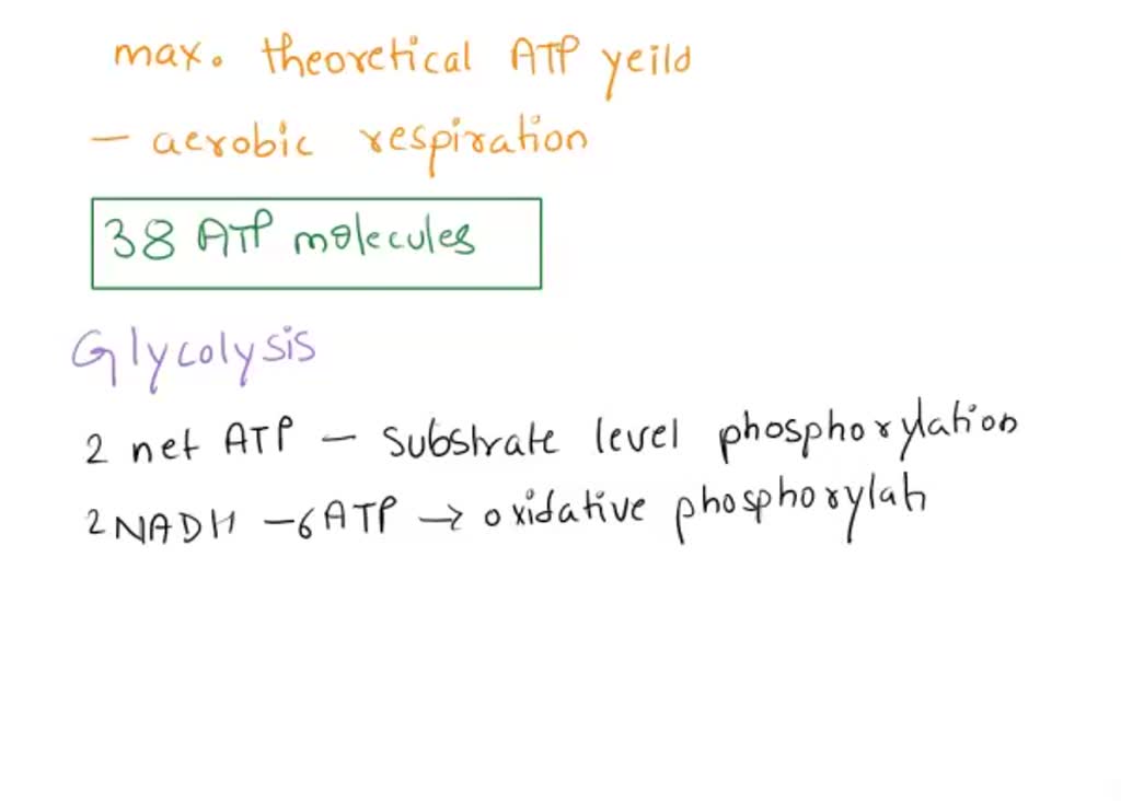 SOLVED: The aerobic respiration of glucose yields theoretical maximum ...