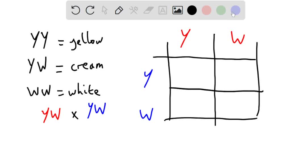 solved-coat-color-in-mice-is-incompletely-dominant-yellow-yy-and-white-colored-ww-mice-are