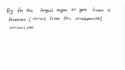 which-of-the-following-includes-the-cerebrum-thalamus-hypothalamus-and-the-limbic-system-25192