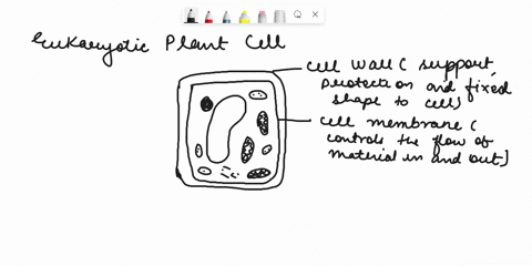 draw-and-label-eukaryotic_cell-either-plant-or-animal-write-brief-description-of-each-organelles-function-2-3-sentences-ribosome-synthesizes-proteins-nucleus_-nucleolus-rough-er-smooth-er-ri-35783