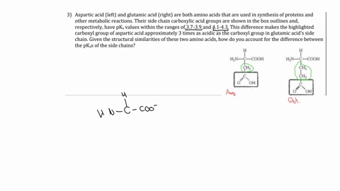 3-aspartic-acid-left-and-glutamic-acid-right-are-both-amino-acids-that-are-used-in-synthesis-of-proteins-and-other-metabolic-reactions-their-side-chain-carboxylic-acid-groups-are-shown-in-the-box-outl