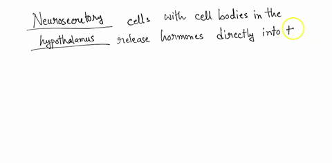 cells-with-their-cell-bodies-in-the-release-hormones-directly-into-the-capillaries-ofthe-non-neural-endocrine-hypothalamus-posterior-pituitary-neurosecretory-anterior-pituitary-anterior-pitu-28767