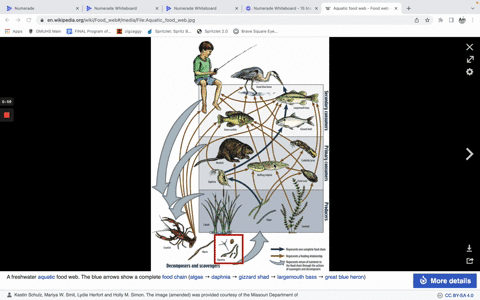 1-energy-within-an-ecosystem-flowsa-in-only-one-directionb-from-secondary-consumers-to-primary-consumersc-from-primary-consumers-to-producersd-in-both-directions-between-adjecenttrophic-leve-69102