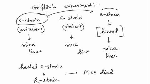 briefly-describe-how-the-experiments-of-avery-mccarty-and-macleod-building-on-the-work-of-griffith-demonstrated-that-dna-was-the-molecule-that-passed-on-traits-name-two-ways-in-which-bacteri-20311