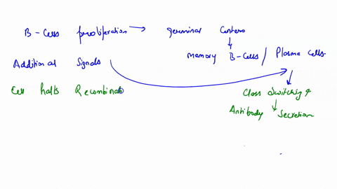 describe-the-steps-by-which-b-cells-are-activated-to-proliferate-and-differentiate-in-response-to-t-dependent-antigens-48887