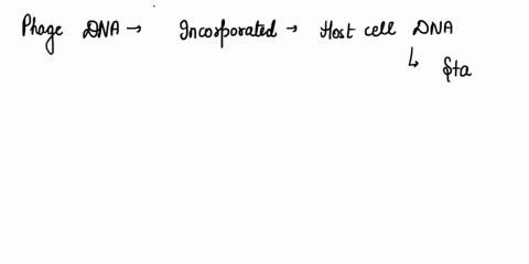 describe-the-importance-of-mycorrhizae-both-today-andin-the-colonization-of-land-what-evidence-supports-theantiquity-of-mycorrhizal-associations-29924