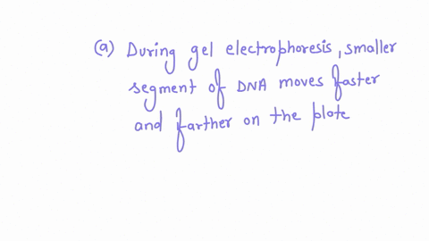 what-factor-does-gel-electrophoresis-use-to-separate-dna-molecules-concentration-of-protein-in-the-dna-molecules-concentration-of-g-c-pairs-in-the-dna-molecules-concentration-of-a-t-pairs-in-44016
