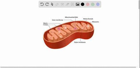 most-small-molecules-are-permeable-across-a-both-mitochondrial-membranes-b-the-outer-but-not-the-inner-mitochondrial-membrane-c-the-inner-but-not-the-outer-mitochondrial-membrane-d-neither-m-61495