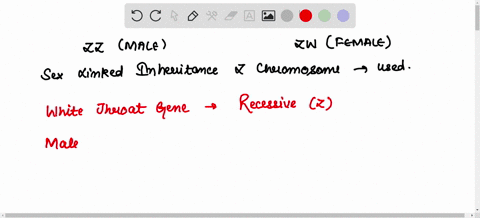 7-in-mammals-and-many-other-animals-males-arc-thc-neterogamctic-ser-meaning-that-they-navc-two-different-sex-chromosomes-known-thc-case-of-mammals-and-y-female-mammals-are-homogametic-xx-and-20883