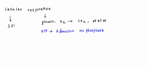 how-do-cells-transform-the-energy-stored-in-macromolecules-fats-sugars-protein-into-atp-in-your-own-words-explain-the-stages-of-cellular-respiration-your-answer-must-highlight-the-purpose-of-05126