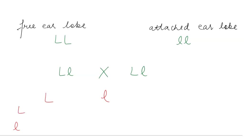 SOLVED: "16) In Humans Free ' Ear Lobes (E) Is Dominant Over Attached ...