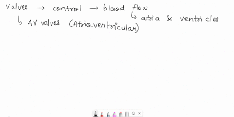 which-valves-control-blood-flow-between-the-atria-and-the-ventricles-mutaple-cholce-atrioventricular-semilunar-pulmonary-aortic-61936