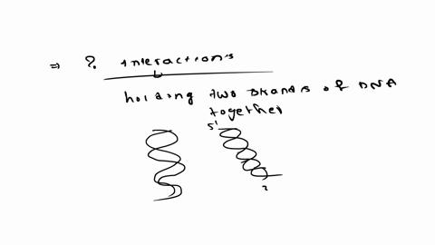What are the primary interactions involve in base pairing...