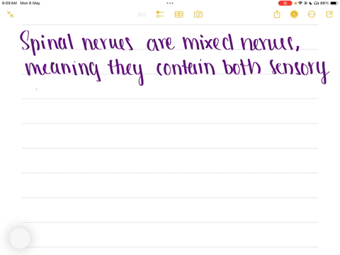 what-is-true-of-spinal-nerves