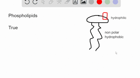 the-nonpolar-tails-of-the-phospholipid-molecules-bury-themselves-in-the-interior-of-the-plasma-mem-2-07666
