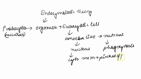 fiil-in-the-blanks-points-ihe-endosymblotic-theory-explalns-some-aspects-of-the-evolution-of-eukaryotic-cells-irom-prokaryolic-cells-particular-bacterium-capable-metabolic-pathway-was-engulf-56317
