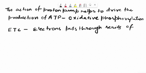 expert-q8a-done-the-proton-pumps-in-mitochondria-work-t0-move-hydrogen-ions-from-inside-inner-mitochondrial-matrix-t0-the-intermembrane-space-how-does-this-action-help-drive-the-production-o-21067