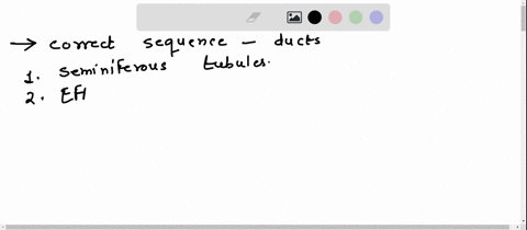 question141point-saving-place-the-ducts-sperm-must-pass-through-from-spermatogenesis-to-ejaculation-seminiferoustubules-spongy-urethra-membranousurethra-efferent-ductule-vas-deferens-ductuse-34059