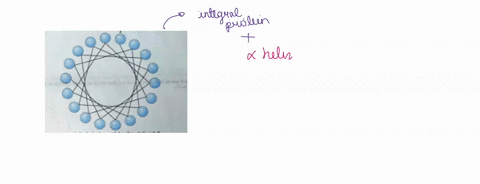 sa-6-points-use-the-helical-whecl-diagram-shown-here-to-determine-the-distribution-of-amino-acid-residues-in-helical-segment-with-the-sequence-val-asp-arg-val-phe-ser-asn-val-cys-thr-his-leu-21305