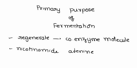 what-is-the-primary-purpose-of-fermentation-regards-to-cellular-respiration-why-does-the-cell-undergo-fermentation-at-all-if-it-is-such-an-inefficient-process-71684